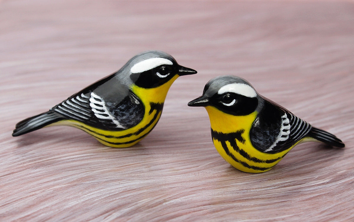 Magnolia warbler – byrdis