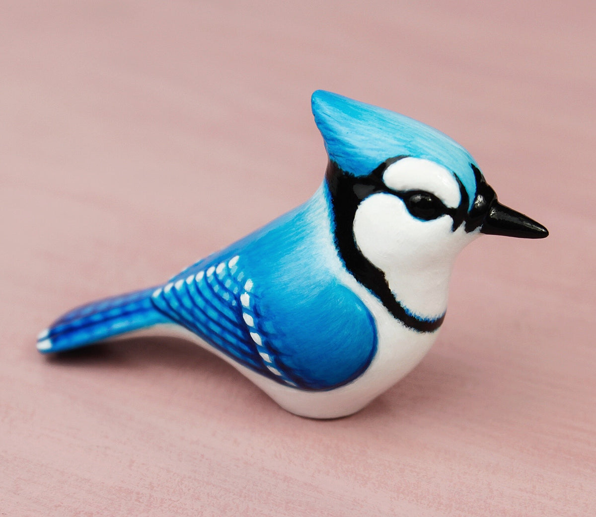 Blue jay – byrdis