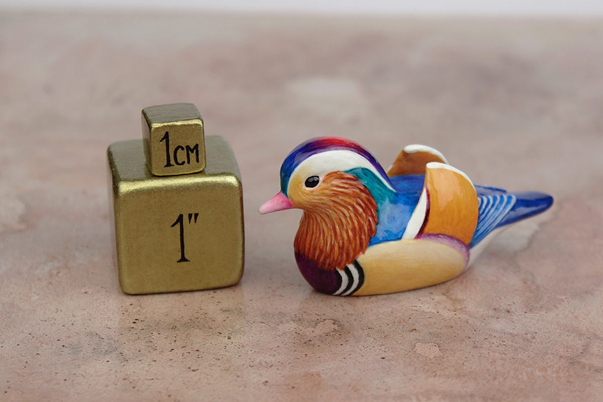 Mandarin duck byrdis Mandarin duck byrdis