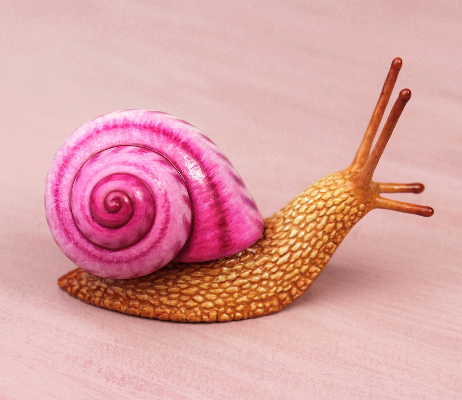 Pink Snail Shell Giant Pink Sea Snail